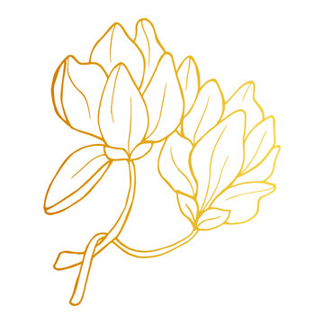 Golden Magnolia iisolated on white background. Hand drawn vector illustration for wedding invitations, greeting cards and witchcraft.