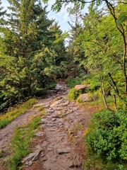 path in the forest