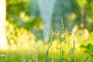 Green grass in summer sunny meadow