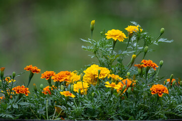 flower bed of Marigold, negative space