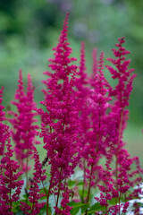 pink or purple flower in the garden