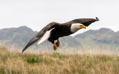 Adak Bald Eagle