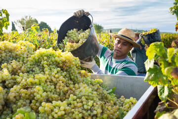 Successful Hispanic man owner of vineyard harvesting ripe white grapes in sunny autumn day, pouring...