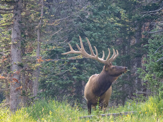 Naklejka na ściany i meble Bull elk in the forest