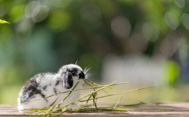 rabbit eating grass with bokeh background, bunny pet, holland lop
