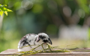 rabbit eating grass with bokeh background, bunny pet, holland lop
