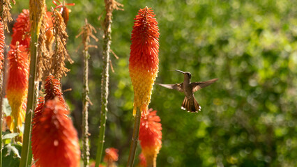 colibri en una flor
