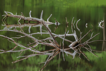 Several branches of a tree in the water are creating complicated and unique reflections.  Hard to tell where the tree ends and the reflections begin.  Sky Lake in Upstate NY in the Summer.