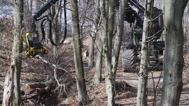 Mechanical arm of forest harvester vehicle cutting leafless trees.