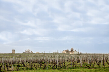 Fototapeta na wymiar Selective blur on a vineyard rows of grape trees producing red wine during afternoon in winter, taken in Montagne Saint Emilion, in bordeaux vineyard, one of the main French wine producers.....