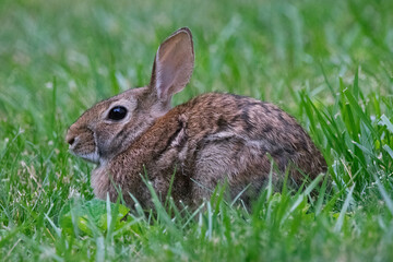Closeup of a juvenile rabbit.