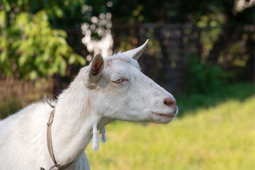 Funny white goat closed her eyes and basks in the sun.Funny pets.