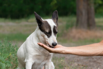A stray hungry dog eats food from the hands of a man in the park.Help homeless animals.