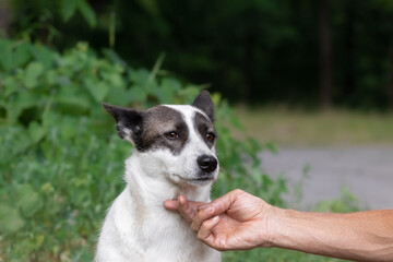 A human hand caresses a cute stray dog in a summer park.