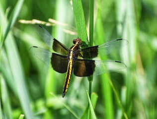 dragonfly on leaf