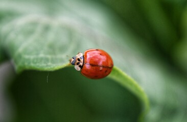 ladybug on grass