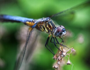 Blue dragonfly on a leaf macro