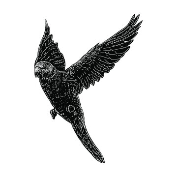 black bird flying white background clip art preview