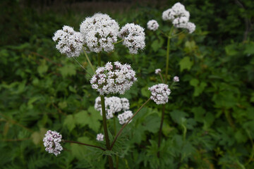 Perennial nature flowers in the forest
