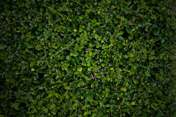 fresh green leave background texture. nature background.