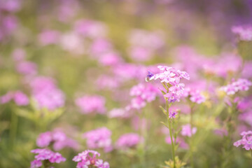 beautiful pink flower field in the garden with blurry background and soft sunlight for horizontal...