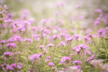 Obraz premium beautiful pink flower field in the garden with blurry background and soft sunlight for horizontal floral poster. Close up flowers blooming on softness style in spring summer under sunrise