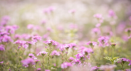 beautiful pink flower field in the garden with blurry background and soft sunlight for horizontal floral poster. Close up flowers blooming on softness style in spring summer under sunrise