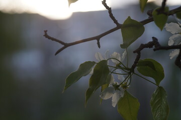 Full-color horizontal photo. The apple tree blooms profusely in the month of May. White flowers, bright sunlight.