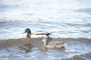 Full-color horizontal photo. Mallard ducks survive in cold windy weather in a large water area.