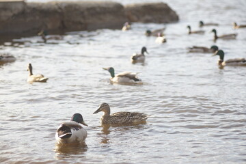 Full-color horizontal photo. Mallard ducks survive in cold windy weather in a large water area.