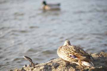 Full-color horizontal photo. Mallard ducks survive in cold windy weather in a large water area.