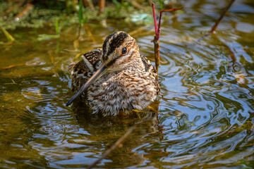 Wilson Snipe