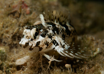 Tiny fish from the island of Cyprus 
