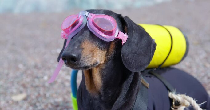 Dachshund blogger dog in scuba gear on seashore covered with small pebbles. Black dog in goggles for diving and oxygen tank on back on sea beach