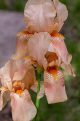 Close up outdoor view of a solitary salmon pink color bearded iris flower (iris germanica) with defocused background