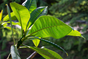 Close up view of sunlight illuminating through large leaves on a plumera (frangipani) plant
