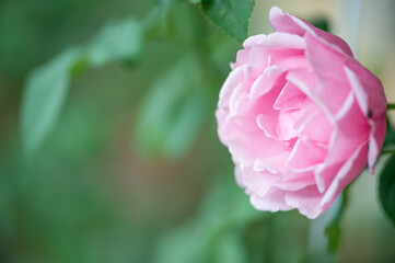 Soeur Emmanuelle Rose pink  lilac. Strong, anise, lavender fragrance.