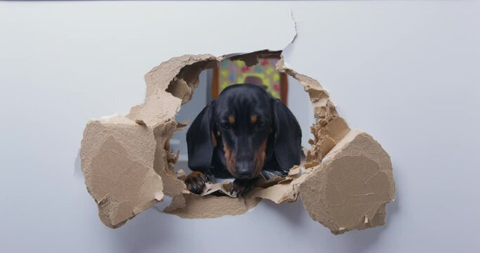 Adorable dachshund puppy examines a hole punched in plasterboard door or wall. Mischievous dog tore up hole in door and is now sniffing it as if nothing had happened