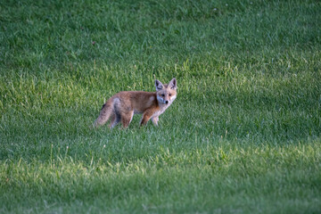 Red Fox in a Field Looking into Camera