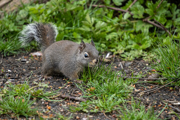 Naklejka na ściany i meble close up of a cute Douglas squirrel resting on the green grass field in the park