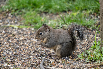 close up of a cute Douglas squirrel eating the seeds on the ground