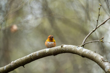 close up of a beautiful orange Rufous hummingbird resting on a thin branch in the park on an overcast day