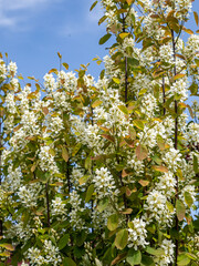 dense white flowers blooming on the branches under the blue sky