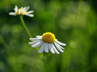 Daisy in the sun, white and yellow and and green color, flower head and green grass, wallpaper with a floral look, wallpaper, nature, atmospheric delicate herbal
