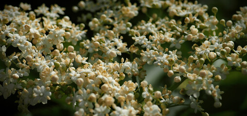 Elderberry or Elder, honeysuckle plant with white and yellow small little flowers in a group, they're shrubs, herbal close backround wallpaper