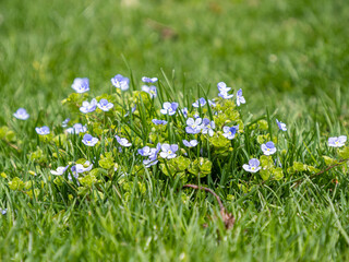 Obraz na płótnie Canvas tiny purple flowers blooming on the green grass field under the sun