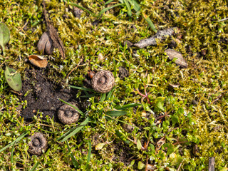 few pine nut nibs on the green mosses covered ground on a sunny day