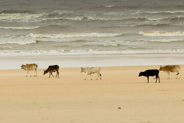 Tajpur sea beach - bay of Bengal, India. View of cows roaming on beach sand with bay of Bengal in...