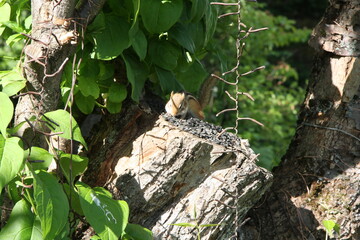 Chipmunk on Tree