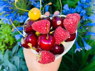 berries in a hand. Raspberry and cherry fruits